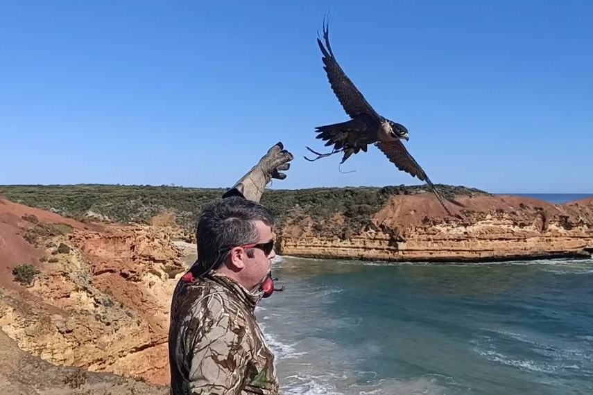 Falcon takes off from a falconer's arm.