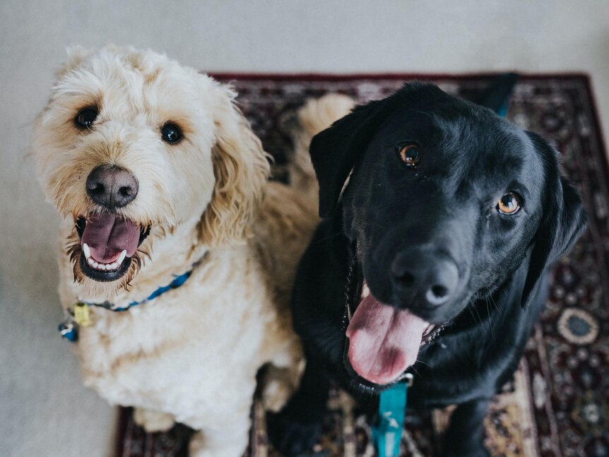 Two dogs, a white fluffy one and a black labrador, sit on a  mat looking up at the camera.