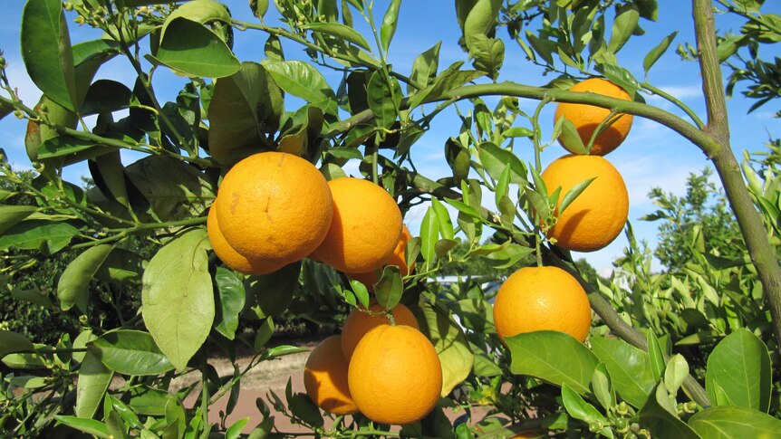 bunches of oranges hang from an orange tree