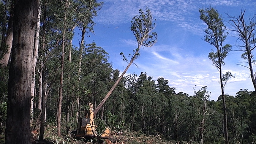 A tree being felled in the forest.