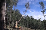 A tree being felled in the forest.