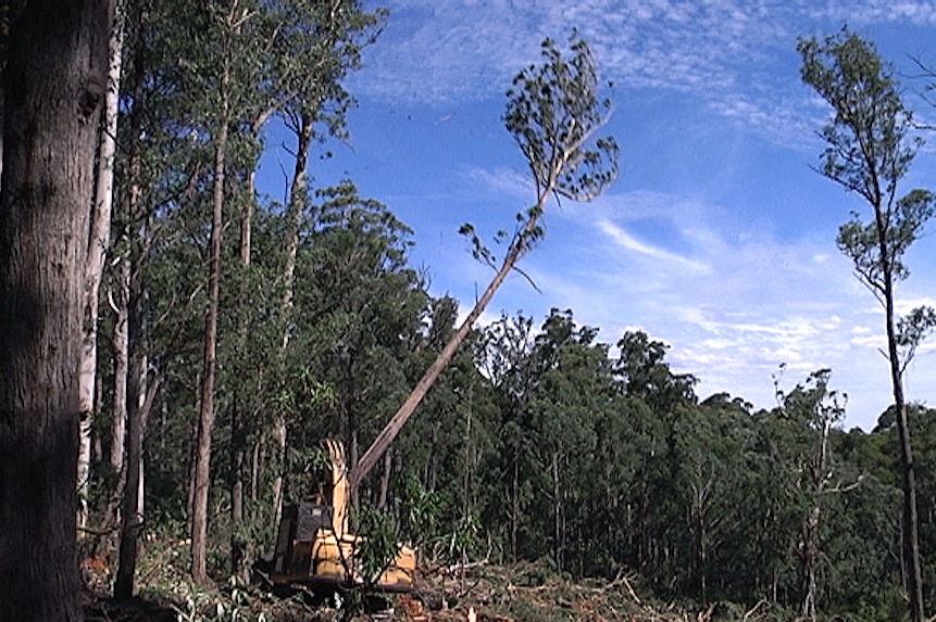 A machine felling a tree in a forest.