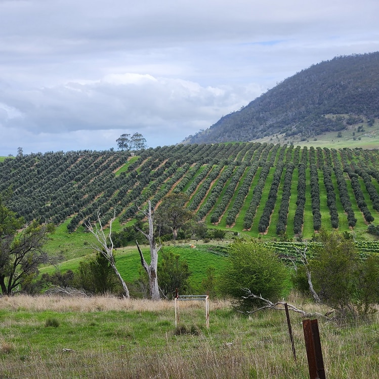 A long range shot of olive trees on Tasmania's largest olive grove at Campania