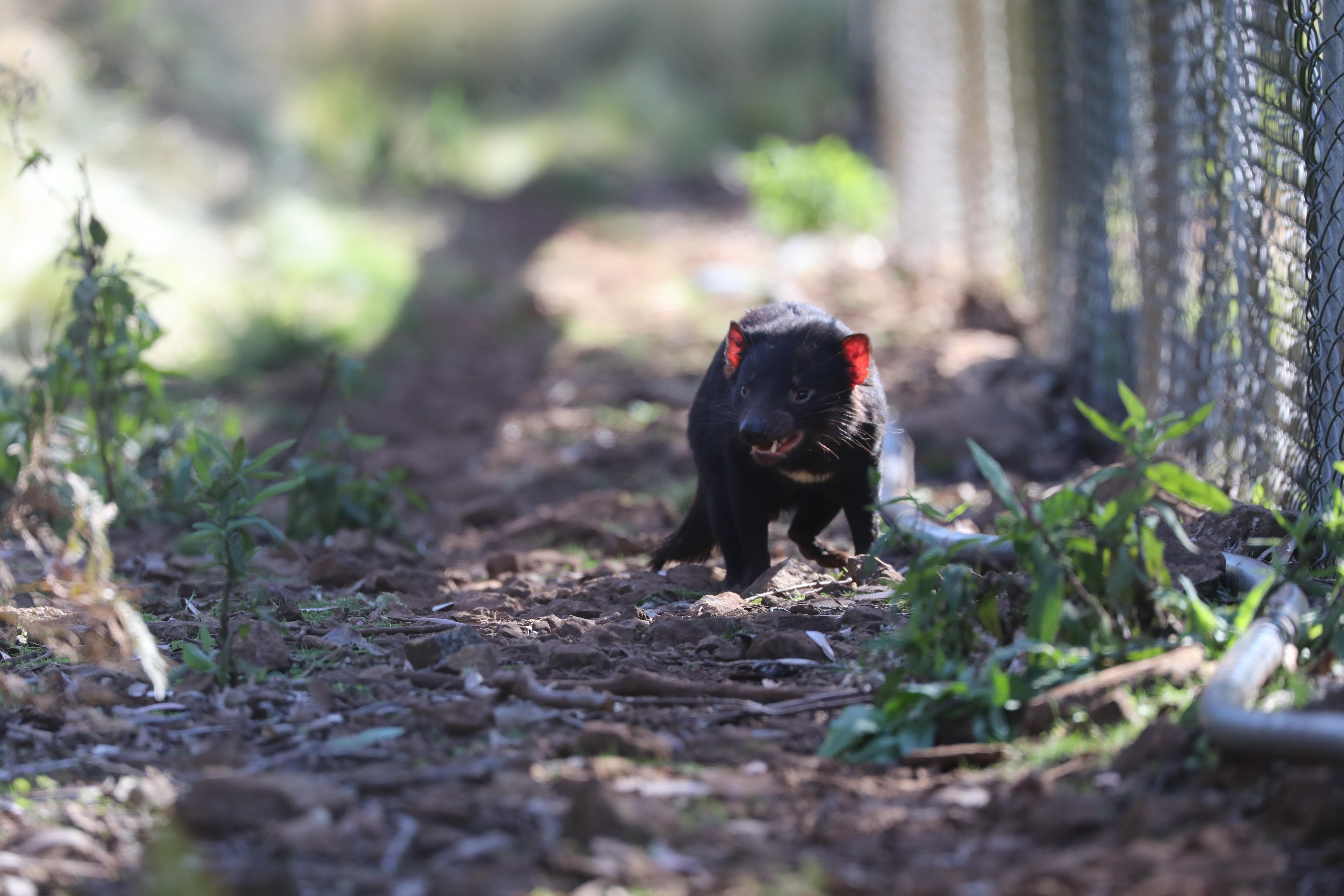 Tasmanian devil with fence