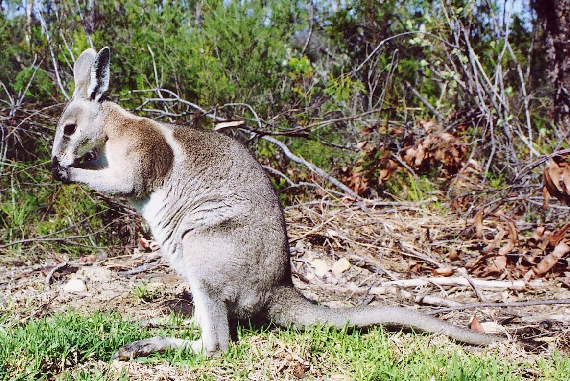 Endangered bridled nailtail wallaby develops new tactic to avoid