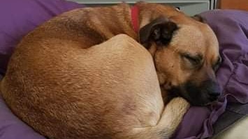 A small brown dog curled up and sleeping