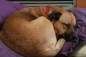 A small brown dog curled up and sleeping