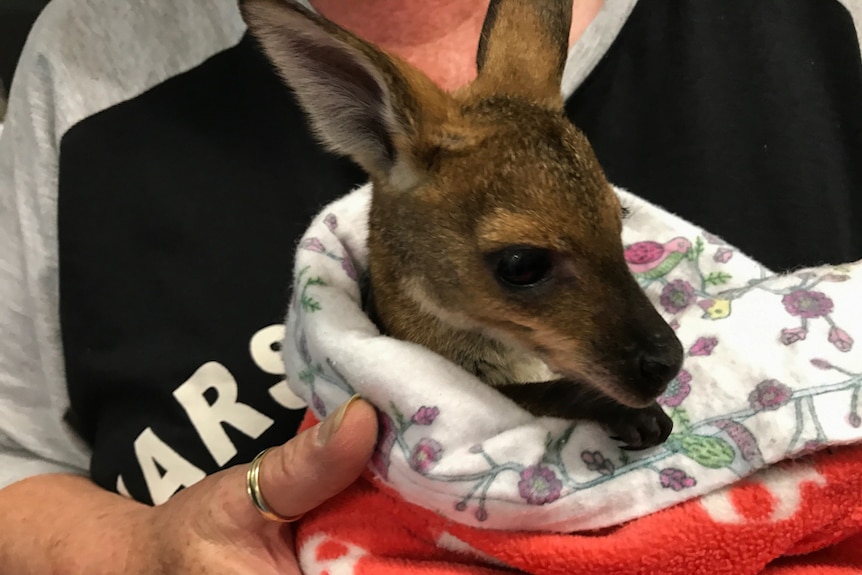 A wildlife carer holds a joey in a blanket.