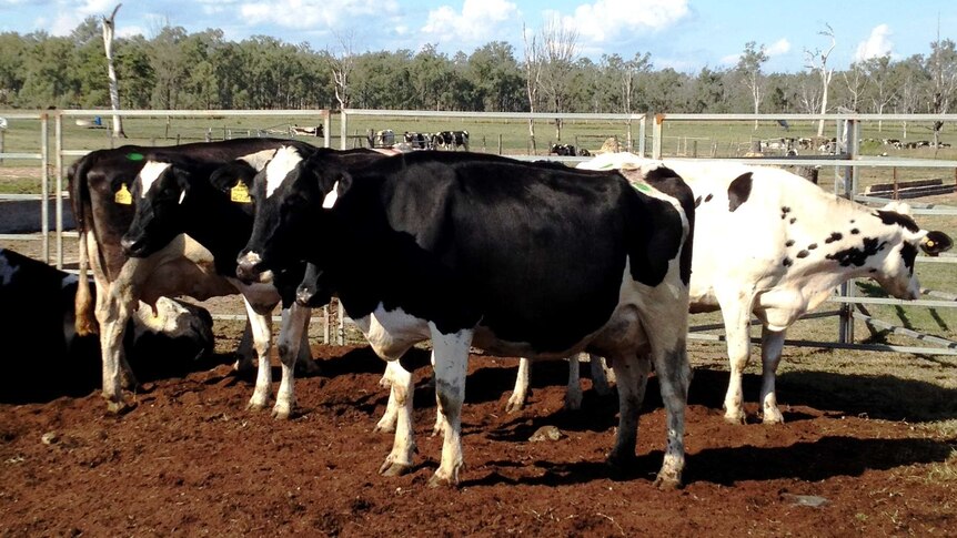 Diary farmers in Queensland are worried the revised plan to control the infectious Bovine Johne's Disease does not make the authorities accountable in an instance of an infected animal and the sale process.