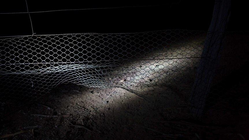 A damaged wire fence is illuminated by truck headlights.