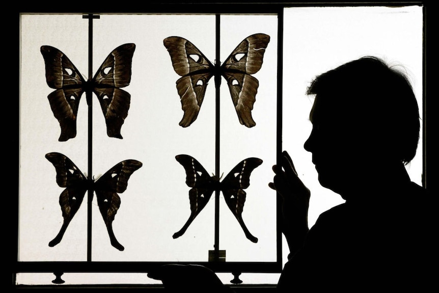 A silhouette of four large moths and a man's profile