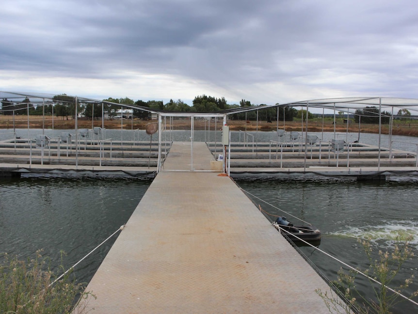 Fish nets at the Murray Cod Australia farm at Bilbul near Griffith in the Murrumbidgee Irrigation Area.