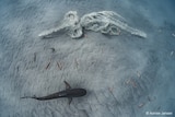 An aerial photograph of a humpback whale carcass and circling sharks on the ocean floor in Coral Bay. 