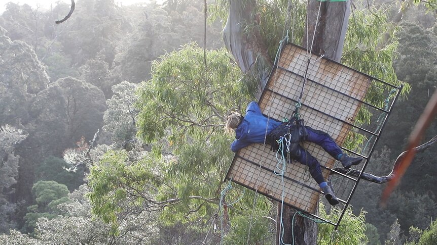 View from a portaledge at the top of a tree