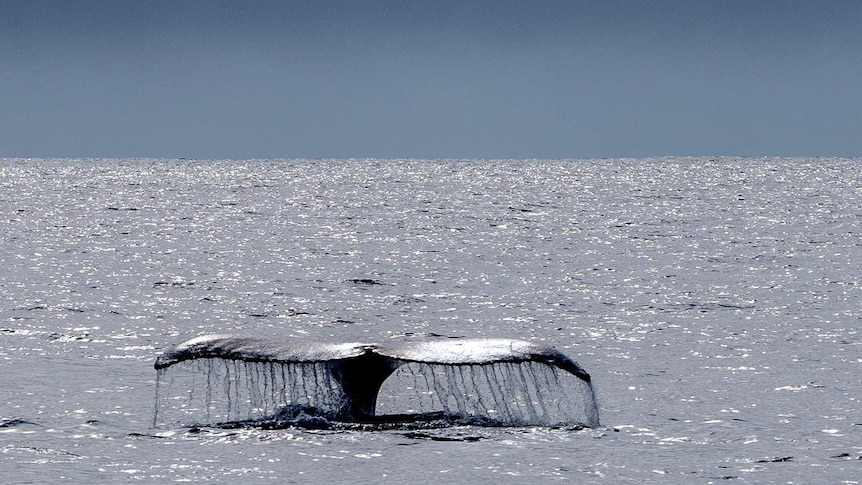 A whale's tail can be seen out of the water.