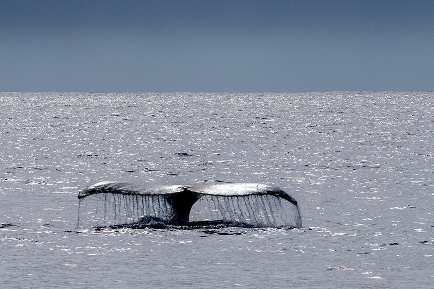 A whale's tail can be seen out of the water.