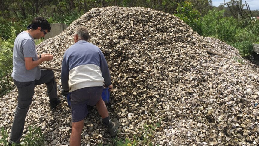 Old oyster shells being collected for the Living Shorelines trial