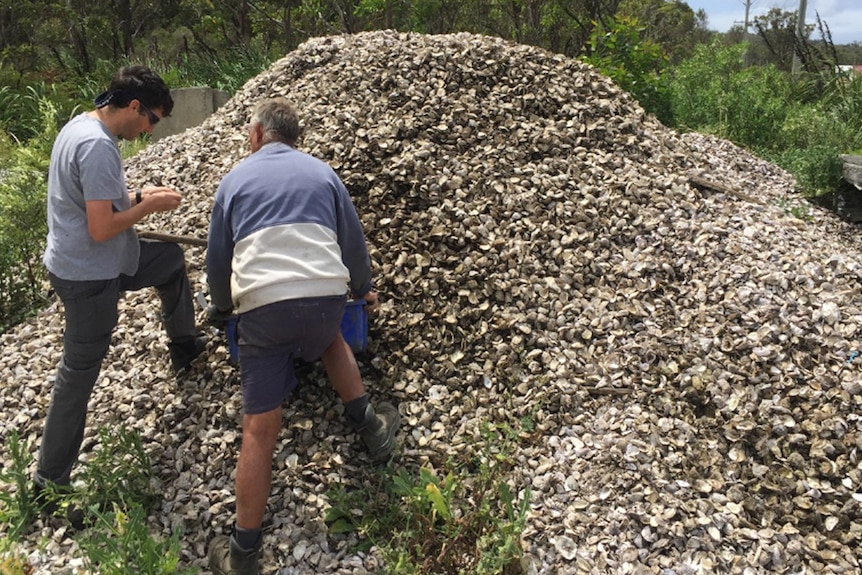 Old oyster shells being collected for the Living Shorelines trial
