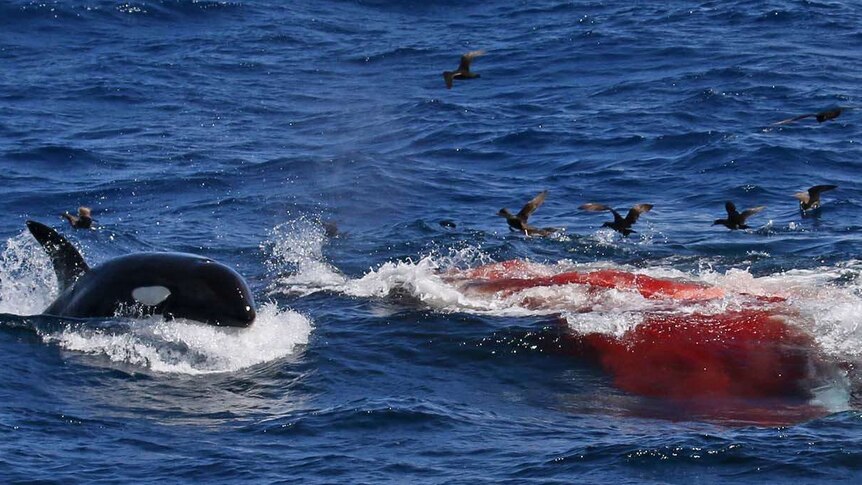 A killer whale with its fin and head out of the water next to a pool of blood, seabirds circling.