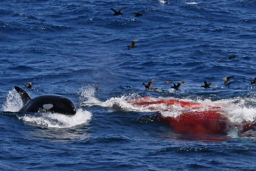 A killer whale with its fin and head out of the water next to a pool of blood, seabirds circling.