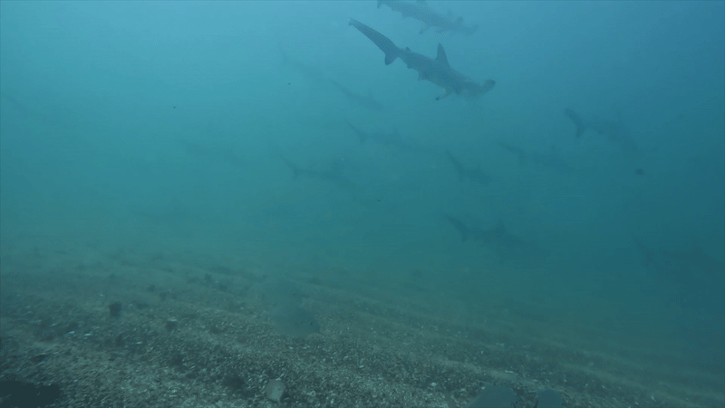 A school of hammerhead sharks in murky water swimming over a sandy rippled sea floor.
