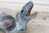 A leopard seal on the sand with its mouth open and a large open wound on its shoulder.