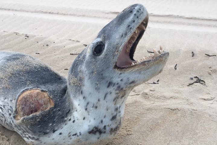 A leopard seal on the sand with its mouth open and a large open wound on its shoulder.