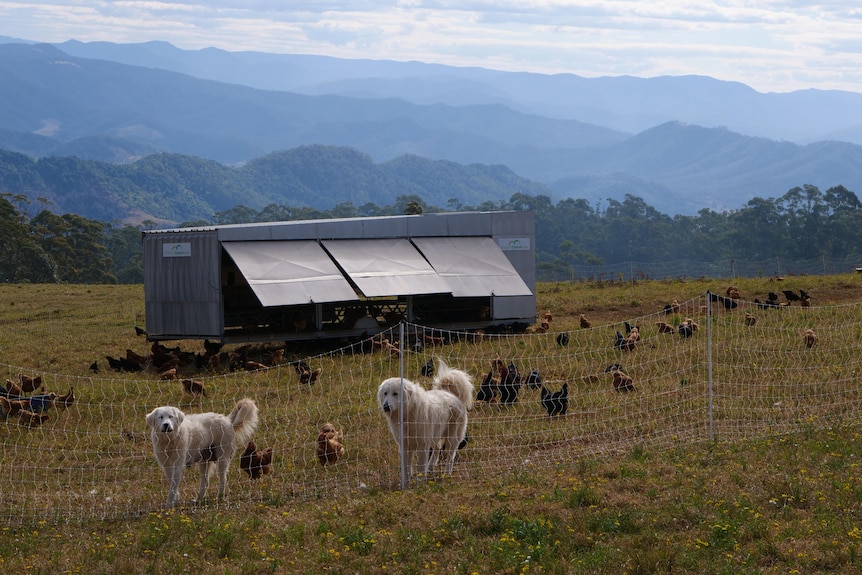 Two large dogs stand in a paddock with chickens around them grazing on the grass and mountains in the distance.