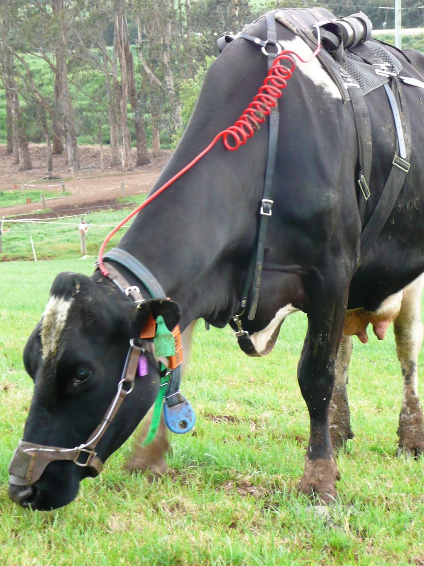 Cow fitted with methane measuring technology