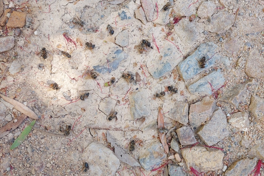 Photo taken from above of dead bees scattered on a rocky ground