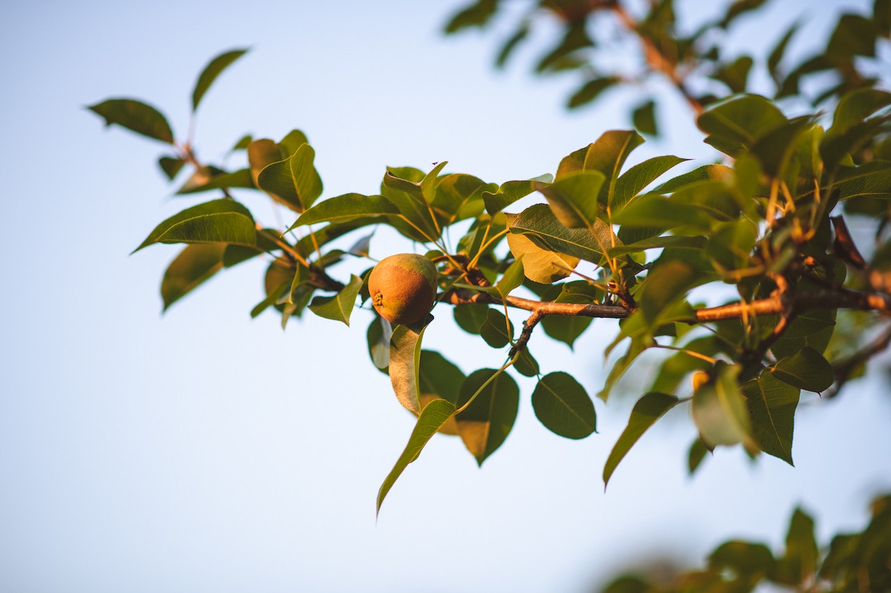 A close up of a branch of a pear tree