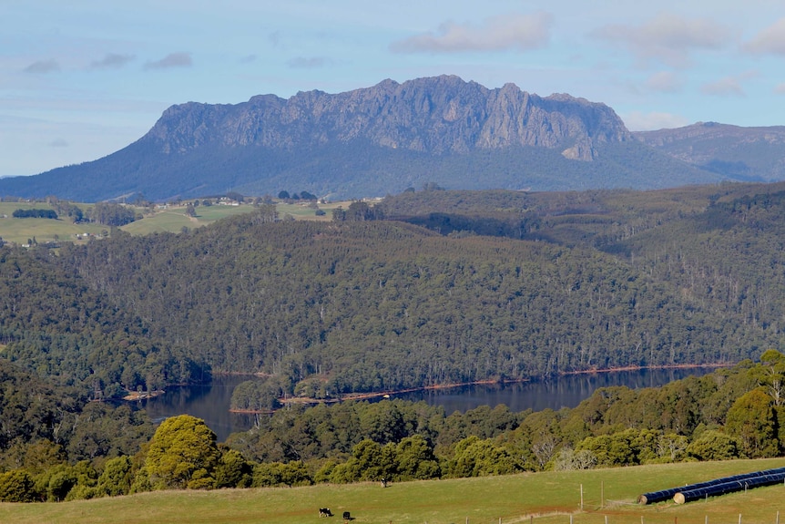 A timber plantation on a property in Tasmania