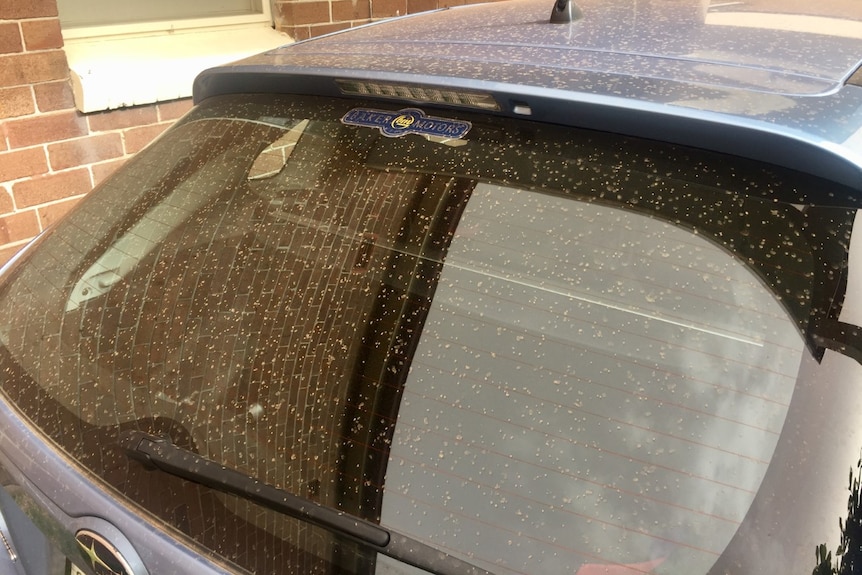 A car's back window covered in dust