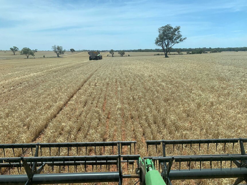 The view from the header cab of the header comb front chopping off the barley crops and picking up the grain.