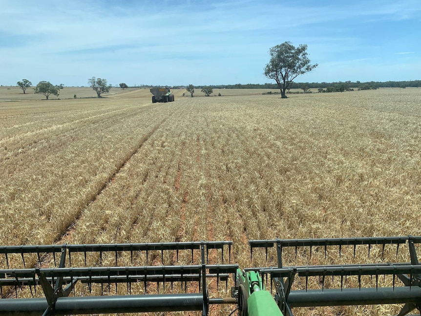 The view from the header cab of the header comb front chopping off the barley crops and picking up the grain.