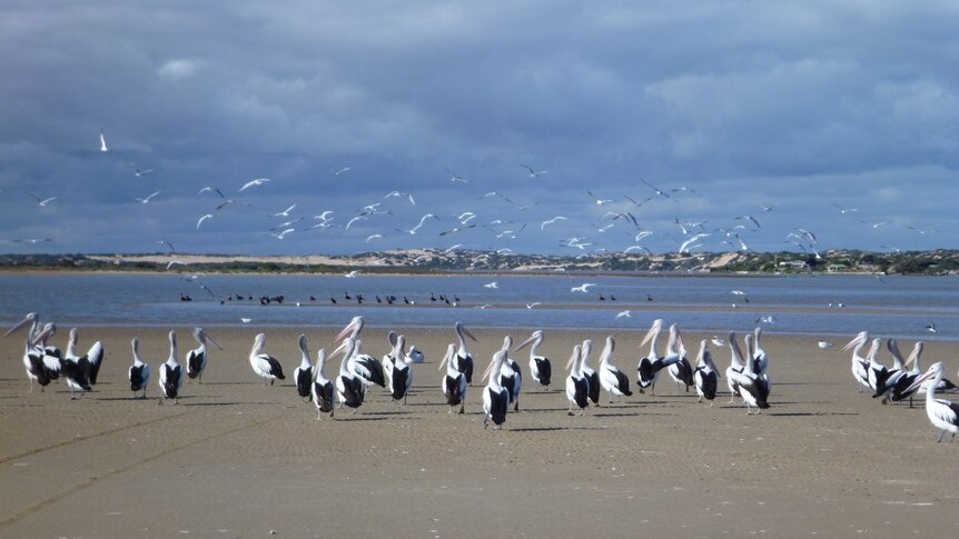 Pelicans at the Murray mouth