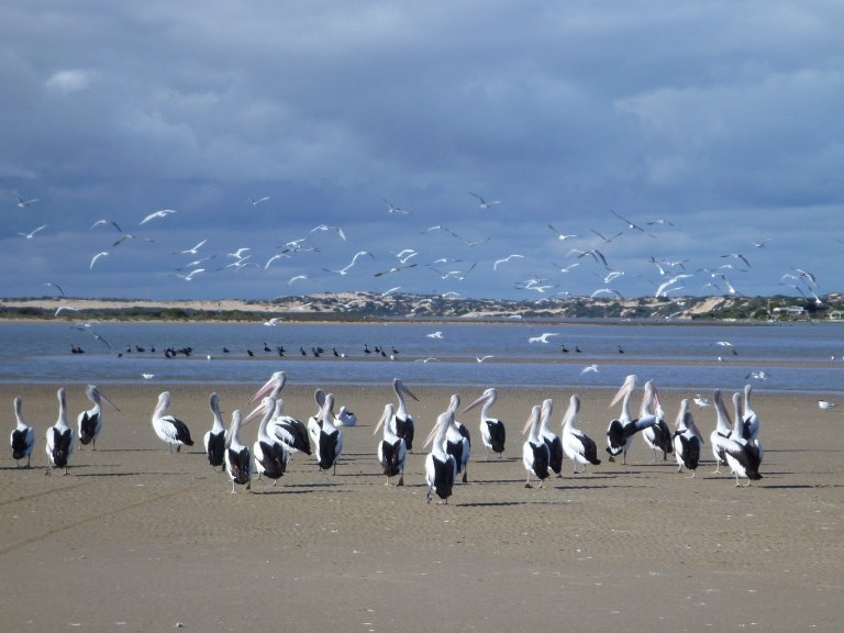 Pelicans at the Murray mouth