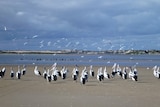 Pelicans at the Murray mouth
