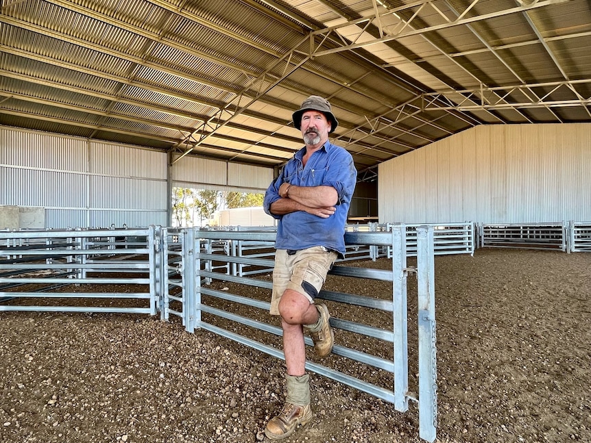 A man in working gear leans on a fence inside a feedlot.