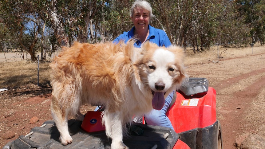 Jenny Whitelock sits on a quadbike with one of her border collies: Kinter.