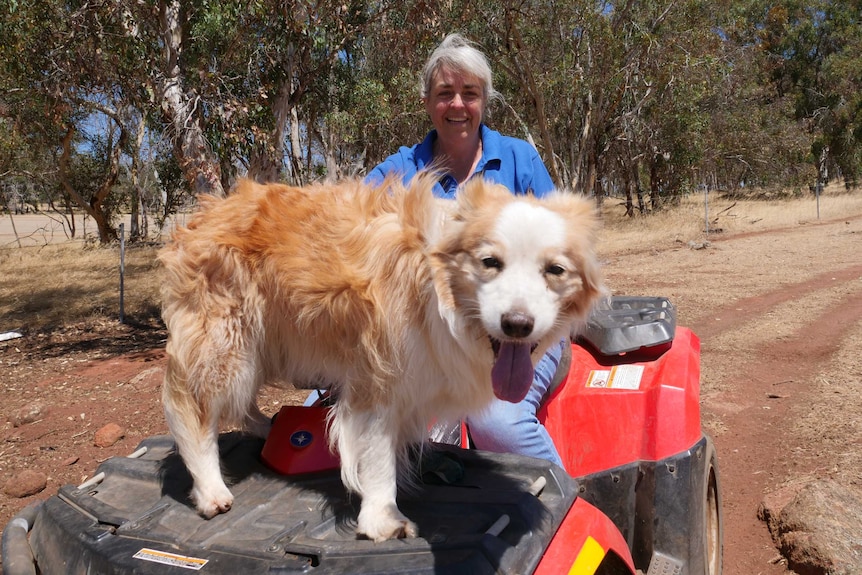 Jenny Whitelock sits on a quadbike with one of her border collies: Kinter.