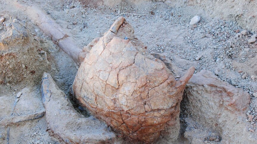 Dromornis breast bone found at the Alcoota fossil site 200 kilometres north-east of Alice Springs.