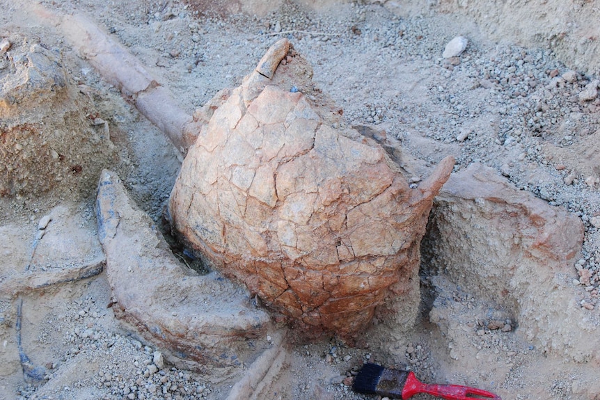 Dromornis breast bone found at the Alcoota fossil site 200 kilometres north-east of Alice Springs.