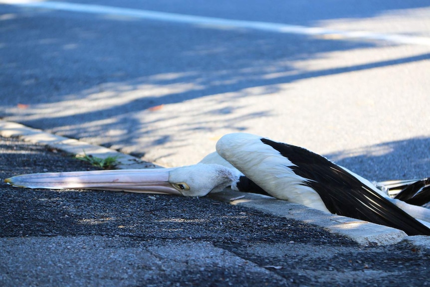 A dead pelican on the side of the road in Brisbane