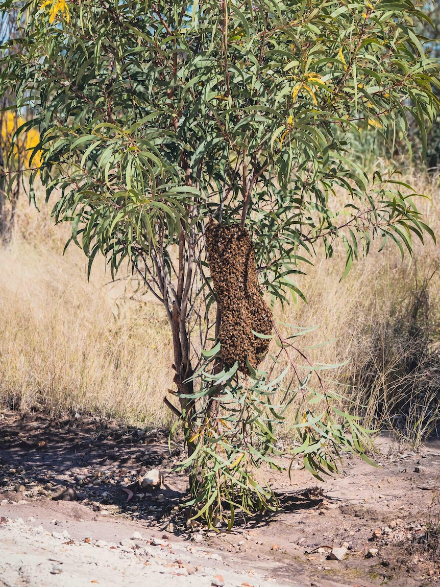 bee swarm on tree