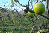 Apples growing in the Huon Valley