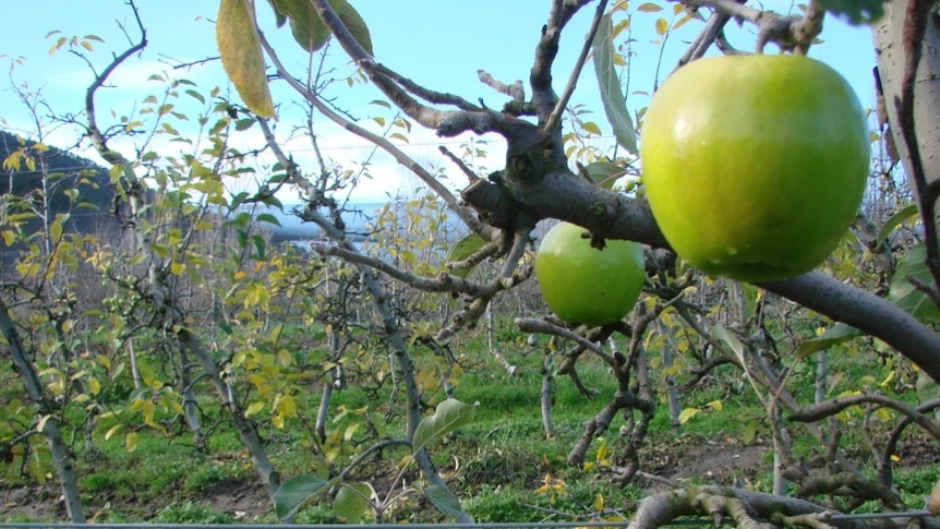 Apples growing in the Huon Valley