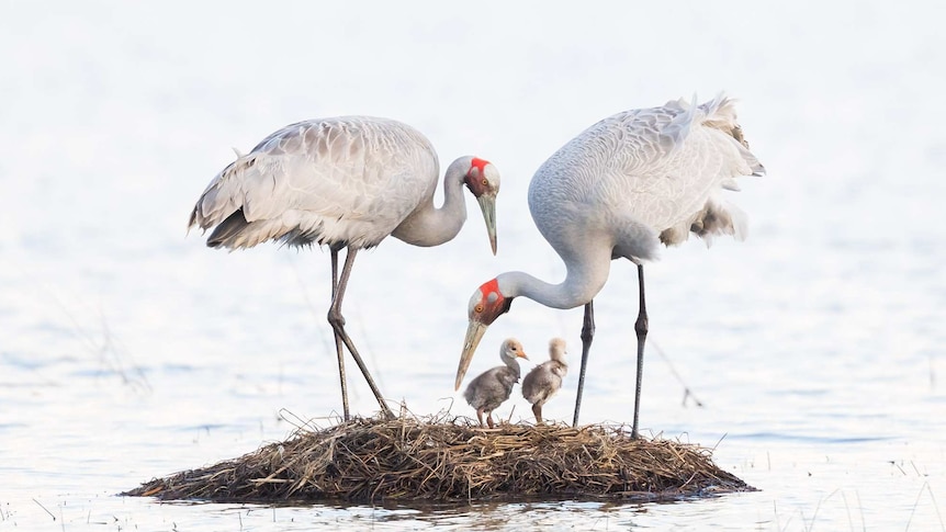 A brolga family returns to their nest