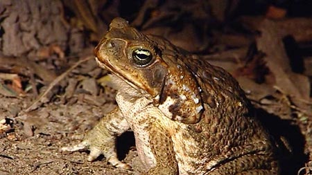Cane toads are growing longer legs