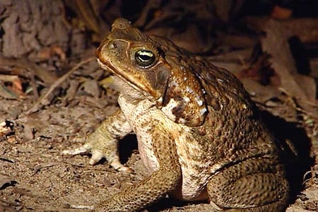 Cane Toad